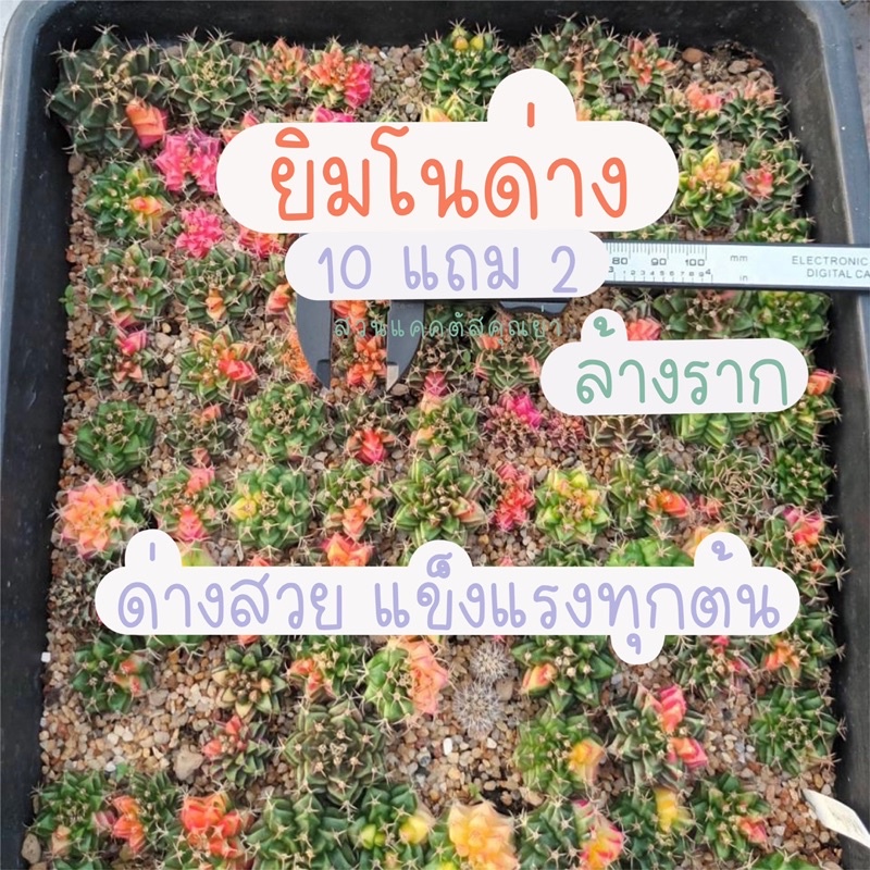 ยิมโนด่าง ต้นละ 10 บาท โปรโมชั่น 10 แถม 2 !!! ขนาดหัว 3++ cm ส่งแบบล้างราก ด่างสวย แข็งแรงดีทุกต้น