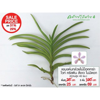 แขนงกล้วยไม้ม็อคคาร่าไวท์ คริสติน สีขาว (Mokara White Christin Plant) Sale Price ลดราคาค่ะ