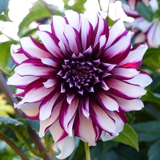 35 เมล็ด เมล็ดพันธุ์ Mystery Dahlia สายพันธุ์ยุโรป ดอกรักเร่ นำเข้าจากอังกฤษ ดอกใหญ่ พร้อมคู่มือปลูก Dahlia Seeds