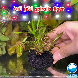 วาบิ คริป Cryptocoryne spiralis tiger พร้อมปลูกต้นไม้น้ำ ต้นไม้น้ำตกแต่งตู้ปลา ***กรุณาอ่านรายละเอียดก่อนสั่งซื้อ***