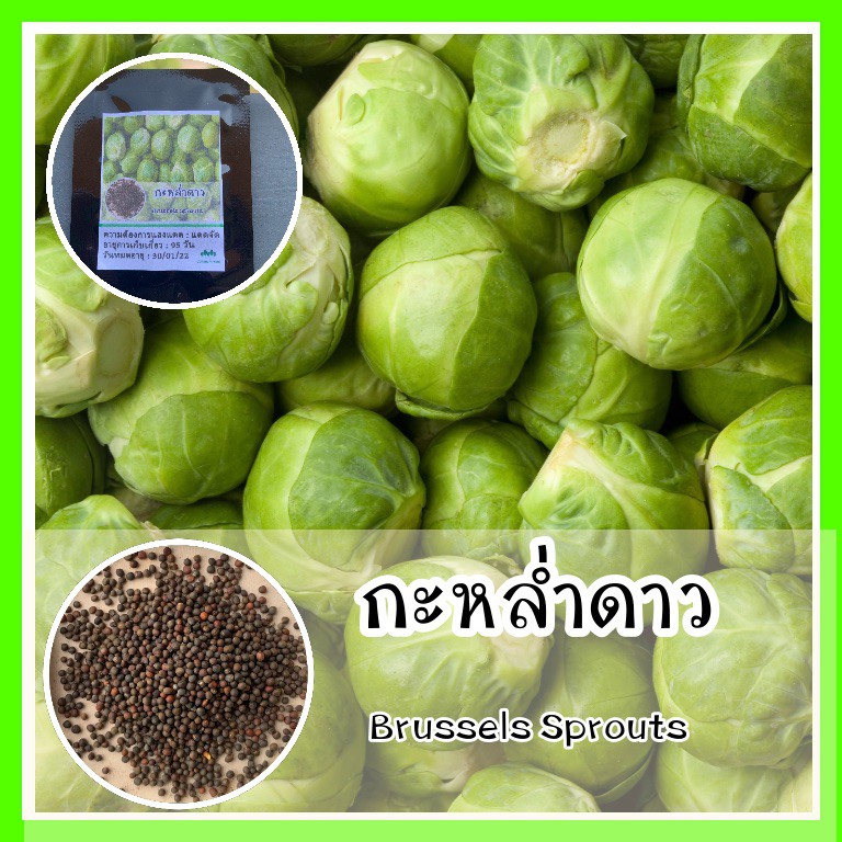 พร้อมส่ง ‼️ รหัส 081 เมล็ดพันธุ์ กะหล่ำดาว (Brussels Sprouts)  พันธุ์แท้ เมล็ดกะหล่ำดาว เมล็ดกะหล่ำปลี กะหล่ำดาว เมล็ดพั