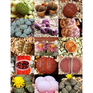 Lithops สีสวย หลากสายพันธุ์ (20 เมล็ด)