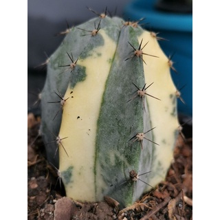 ตอริทเทอโรด่าง มีราก ตรงปก       -​5- Cactus แคคตัส กระบองเพชร ไม้อวบน้ำ ritterocereus​ ริทเทอโร ตอริทเทอ​โร​ ริทเทอร์โร