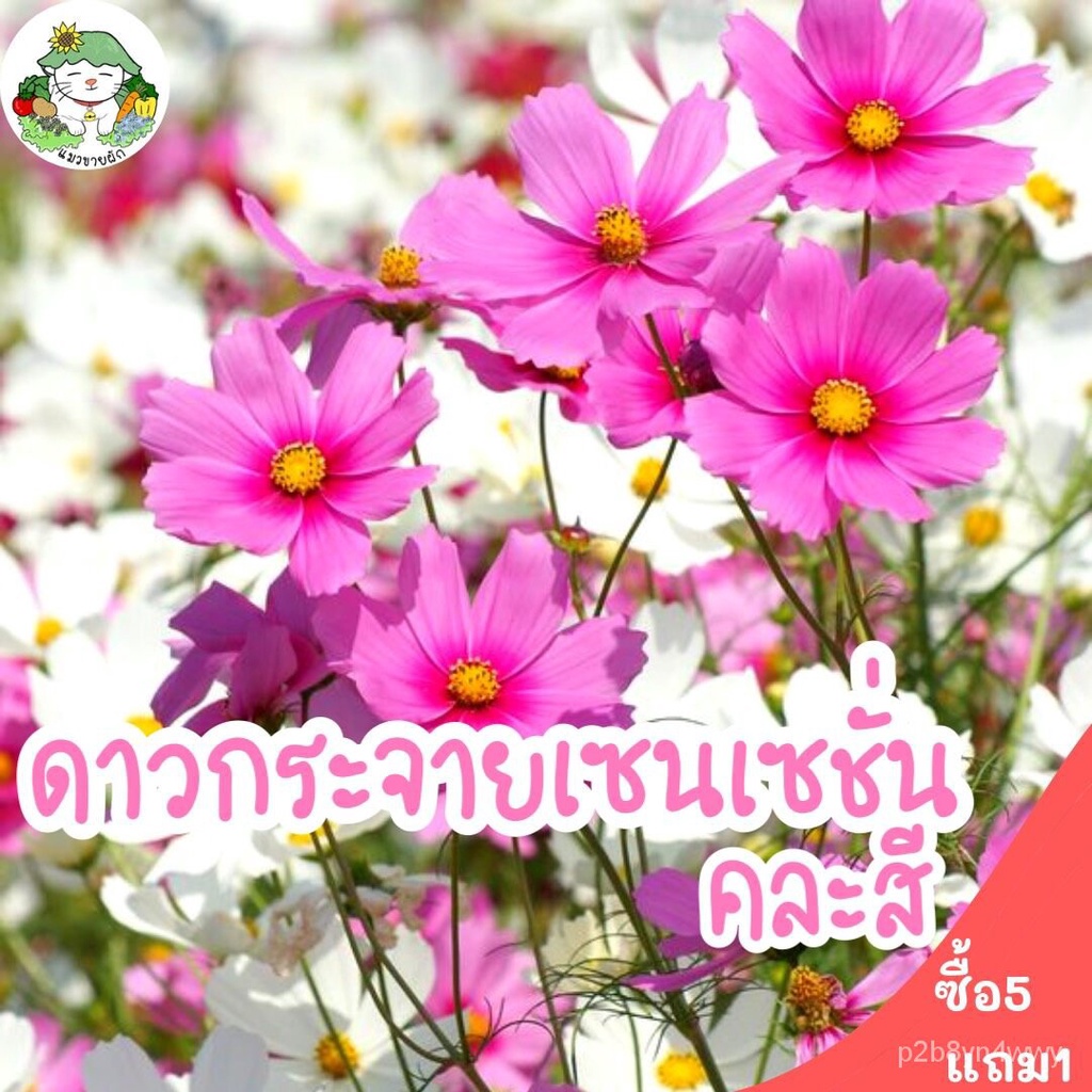 My Image 36