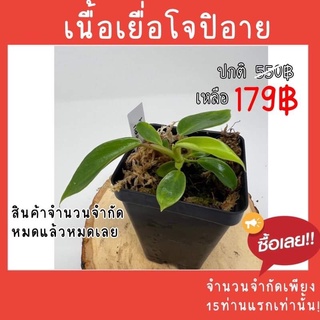 เนื้อเยื่อโจปิอาย กระถาง2นิ้ว