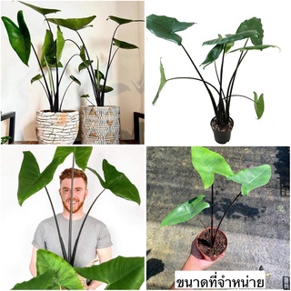 (ขาย ต้นพันธุ์) ต้น อโลคาเซีย ม้าลายก้านดำ ม้าลาย ก้านดำ Alocasia Zebrina Black Stem ศรุต