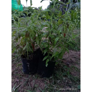 ต้นฟ้าทลายโจน/แก้โรคหวัดและบรรเทาโควิด