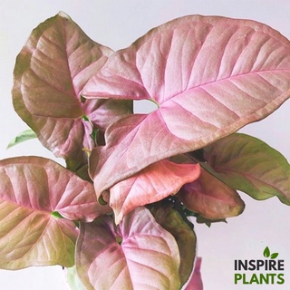 INSPIRE PLANTS (NN) Syngonium Pink /Syngonium Pink Spot /Syngonium pink spot  Marble ออมชมพู/ออมชมพูด่าง/ออมชมพูด่างกลาย