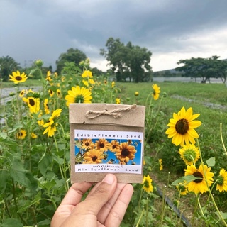 เมล็ดทานตะวันจิ๋ว mini sunflower seed