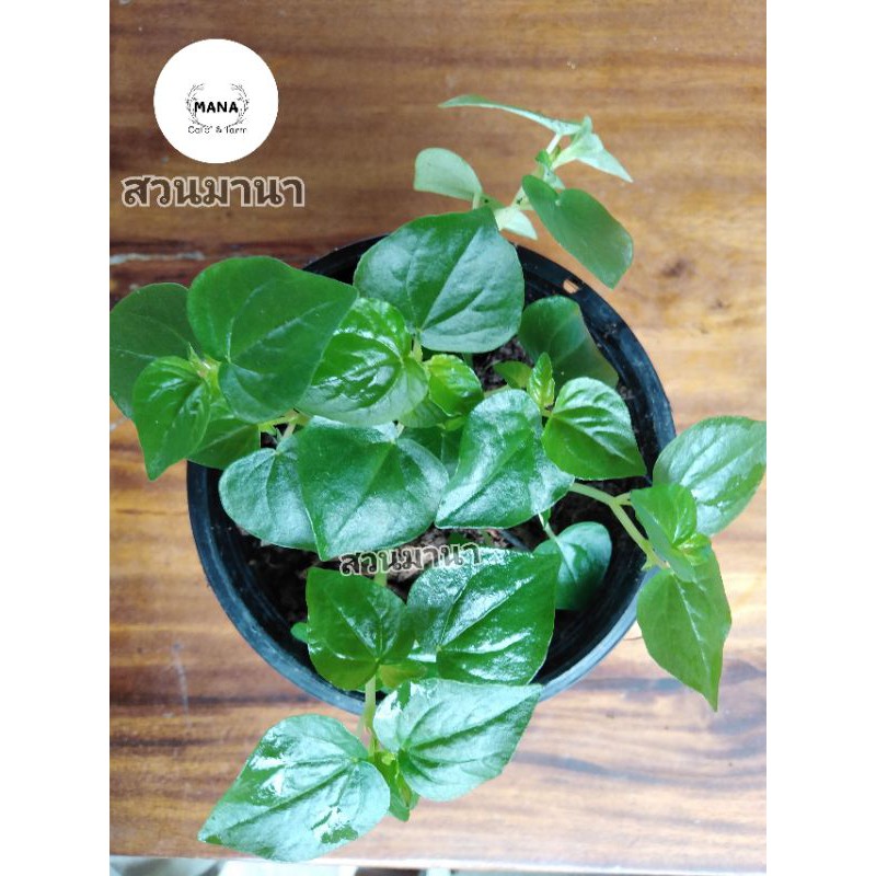 ผักกระสัง​ ผักสมุนไพรผักพื้นบ้านหาทานยาก​ 25บาท