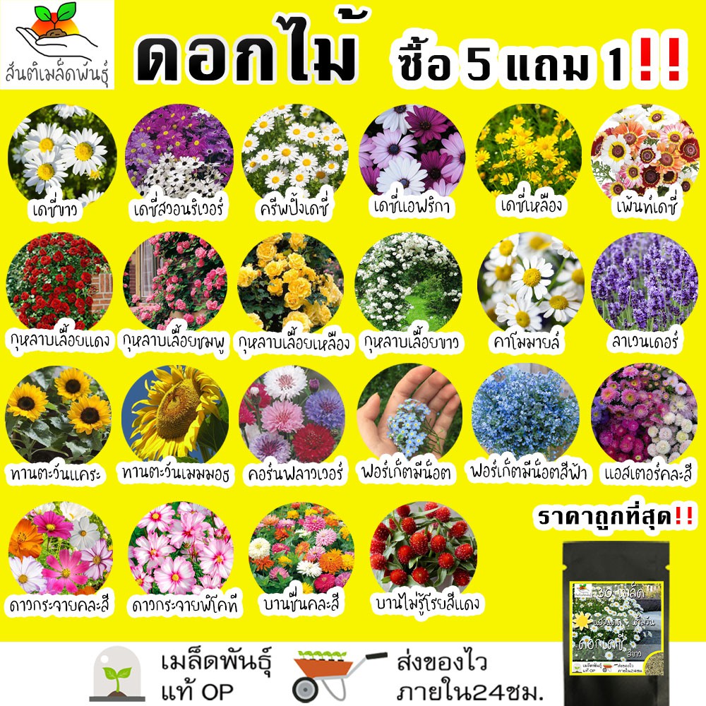 เมล็ดพันธุ์ รวม ชุด ดอกไม้ ปลูกง่าย โตไว เดซี่ขาว/ทานตะวันแคระ/คาโมมายล์/ลาเวนเดอร์/กุหลาบเลื้อย/ฟอร์เก็ตมีน็อต ขายดี