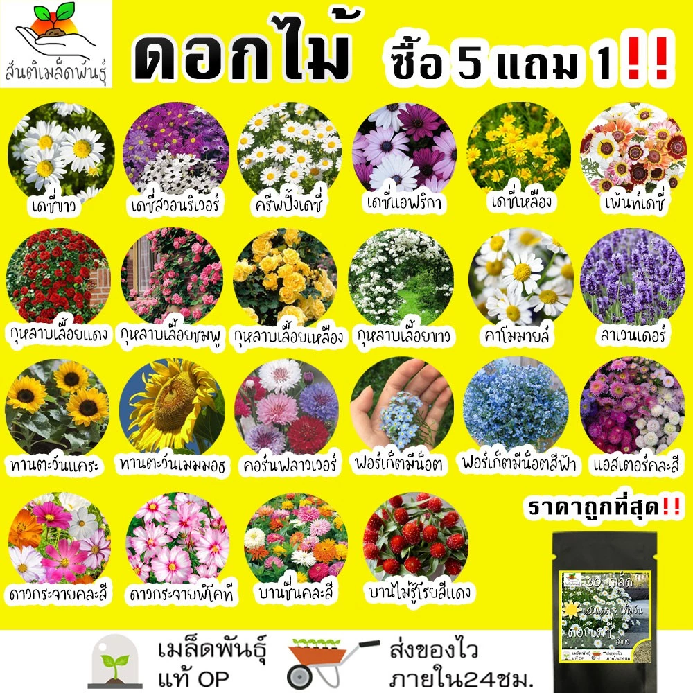 เมล็ดพันธุ์ รวม ชุด ดอกไม้ ปลูกง่าย โตไว เดซี่ขาว/ทานตะวันแคระ/คาโมมายล์/ลาเวนเดอร์/กุหลาบเลื้อย/ฟอร์เก็ตมีน็อต ขายดี