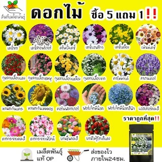 เมล็ดพันธุ์ รวม ชุด ดอกไม้ ปลูกง่าย โตไว เดซี่ขาว/ทานตะวันแคระ/คาโมมายล์/ลาเวนเดอร์/กุหลาบเลื้อย/ฟอร์เก็ตมีน็อต ขายดี