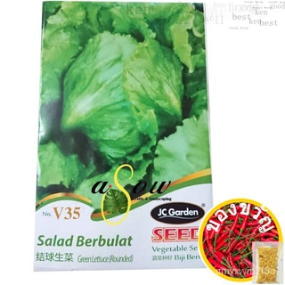 V35 Green lettuce rounded vegetables เมล็ดพันธุ์เมล็ดพันธุ์ผักผัก sald rounded-Up seeds TALS