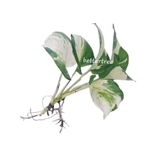 พลูแอปเปิ้ล (จำนวน 1 ต้น) Epipremnum Mujula ต้นไม้ฟอกอากาศ พลูด่าง ต้นไม้ในร่ม ต้นไม้ plant พลูแอปเปิ้ล