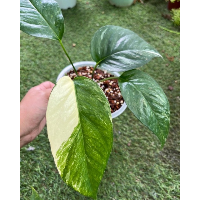 🎈พร้อมส่ง🎈อิพิด่างขาว Epipremnum Pinnatum variegated