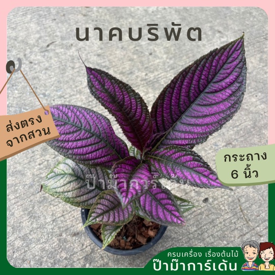 นาคบริพัตร  ส่งพร้อมกระถาง 6 นิ้ว