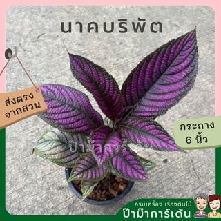 นาคบริพัต  ส่งพร้อมกระถาง 6 นิ้ว