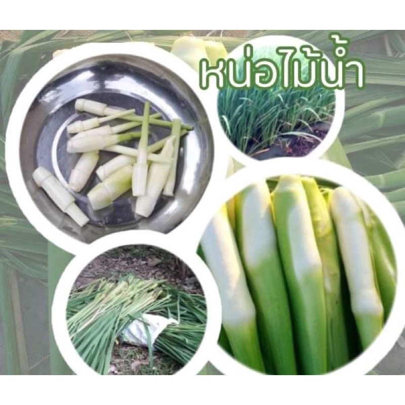 พันธุ์หน่อไม้น้ำ 15 ต้น