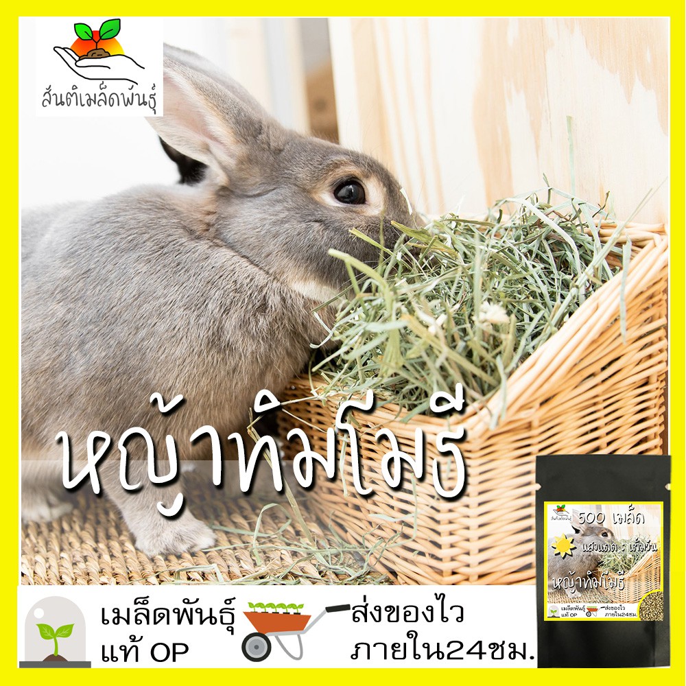 เมล็ดพันธุ์ หญ้าทิมโมธี 500 เมล็ด Timothy Grass seeds เมล็ดพันธุ์แท้ นำเข้าจากต่างประเทศ ปลูกผัก สวนครัว