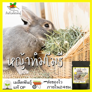 เมล็ดพันธุ์ หญ้าทิมโมธี 500 เมล็ด Timothy Grass seeds เมล็ดพันธุ์แท้ นำเข้าจากต่างประเทศ ปลูกผัก สวนครัว