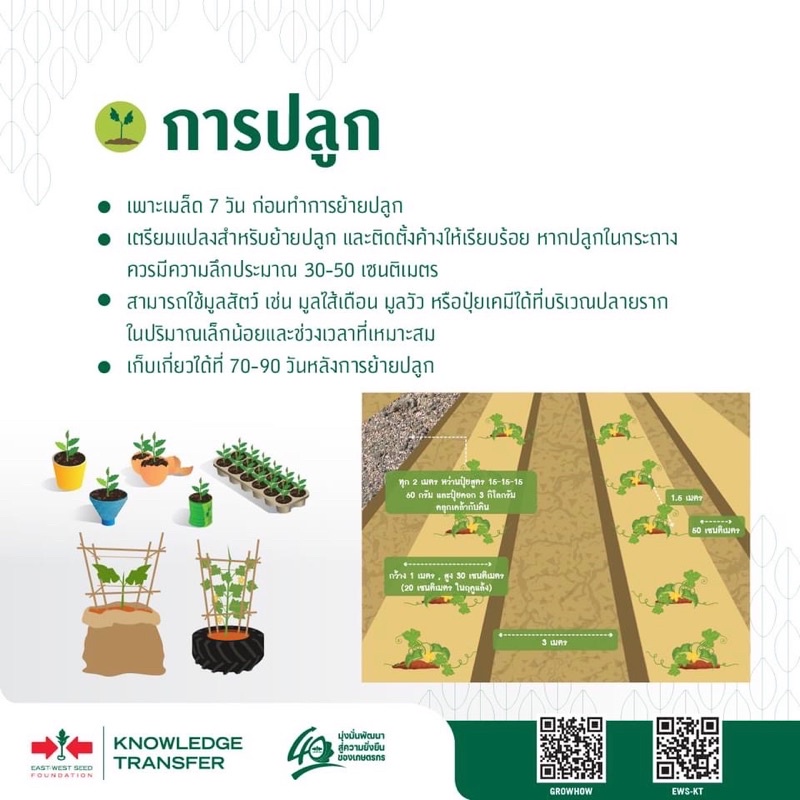 เมล็ดพันธุ์ฟักทอง ฟักทองบัตเตอร์นัท F1 (แบบซอง) เมล็ดฟักทองถุงทอง ฟักทองซันไลท์ เมล็ดพันธุ์ผักสวนครัว ตราศรแดง ราคา ถูกที่สุด ดีลบีเคเค แกลเลอรีภาพที่ 5