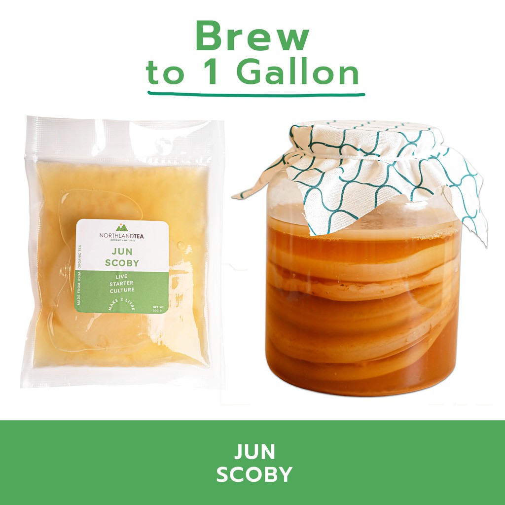 Northlandtea - Organic Jun SCOBY 200 ml - สโคบี้หัวเชื้อ พร้อมน้ำตั้งต้น ออร์แกนิคแท้  100% - รูปที่ 2