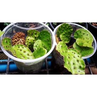 บีโกเนียหนาม Begonia melanobullata C.I Peng &amp; C.W.Lin