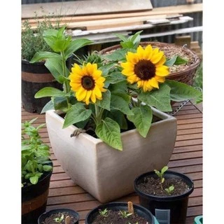 เมล็ดพันธุ์ ทานตะวันแคระ 10 เมล็ด Big Smile Sunflower Seed เมล็ดพันธุ์แท้100%