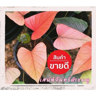 เสน่ห์จันทร์ดำชมพู แบ่งขายเหง้า มีจำนวนจำกัด รหัสสินค้า A055-1