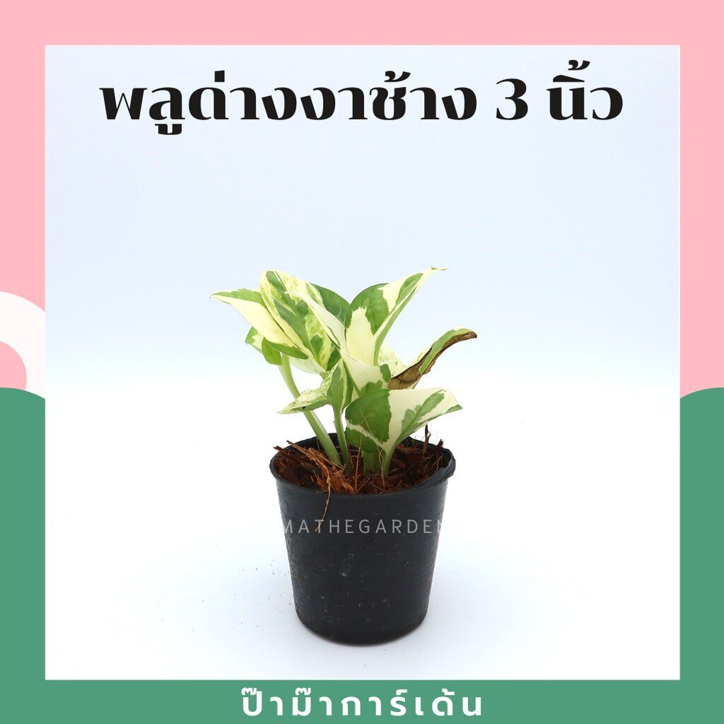 มุมมอง 4