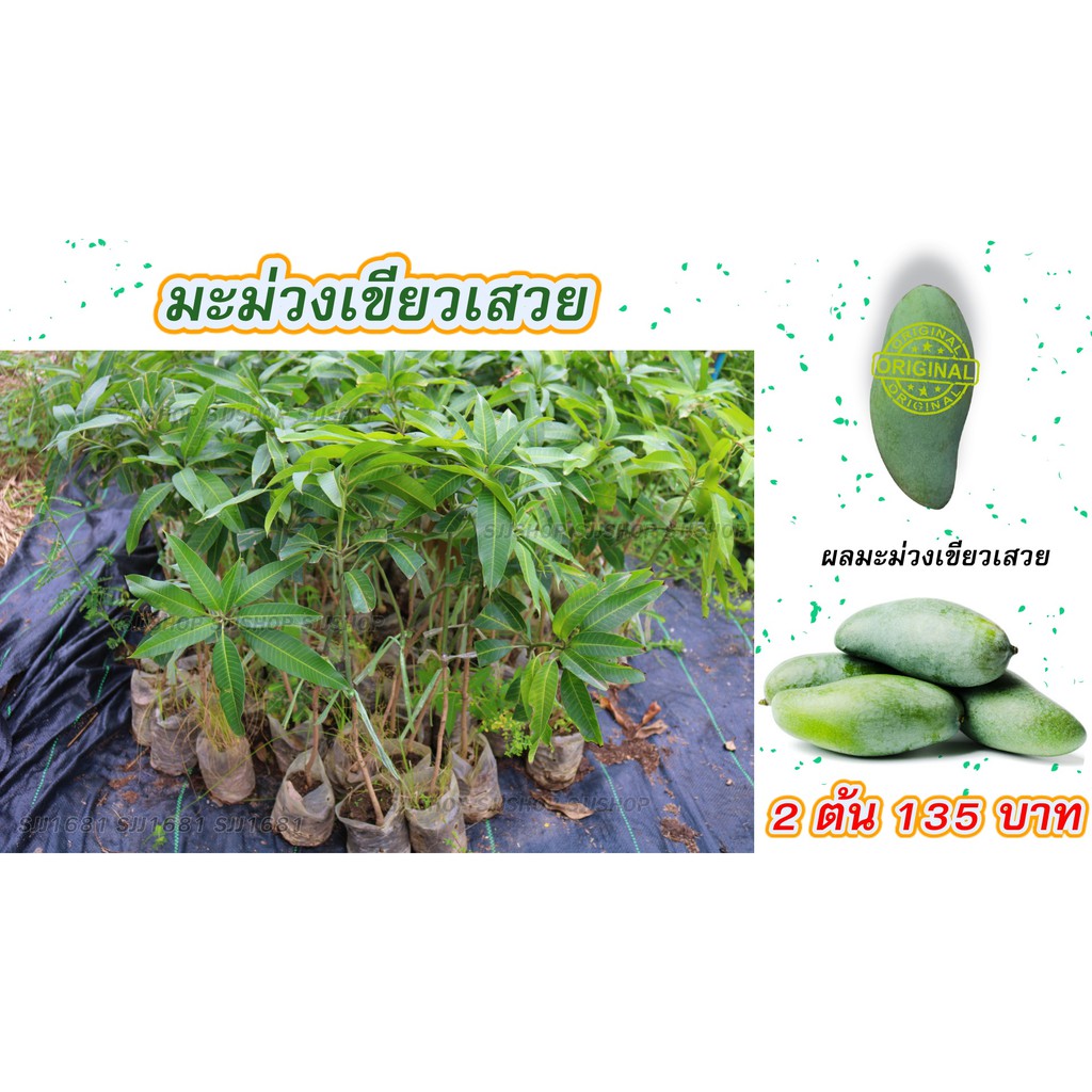 รวมกัน 101+ ภาพพื้นหลัง ราคามะม่วงเขียวเสวยวันนี้ ตลาดไท ใหม่ที่สุด