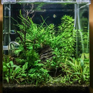 รากดำ ‘ไทรเด้นท์’ เลือกขนาดได้ – MICROSORUM PTEROPUS ‘TRIDENT’ ต้นไม้น้ำ