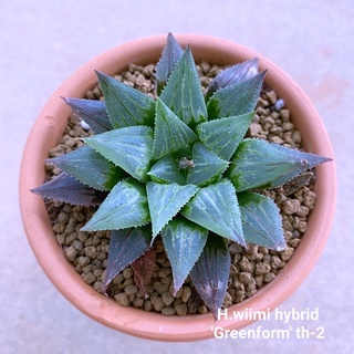 H.wimii hybrid ‘Greenfom’ th-2 A006