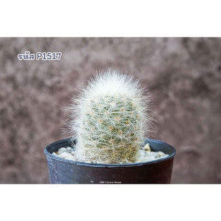 แคคตัส แมมมิลลาเรีย เลาอ้าย (Mammillaria laui)