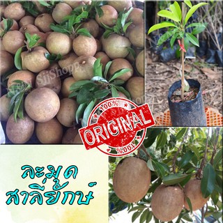 ละมุดสาลี่ยักษ์ 1 ต้น พร้อมปลูก สินค้าพร้อมส่ง !!!