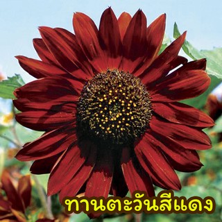 ทานตะวันสีแดง 🌼RED SUNFLOWER ทานตะวันแดง 20 เมล็ด