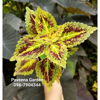 ฤาษีผสมพันธุ์นำเข้า 💛coleus bonnie gold💛