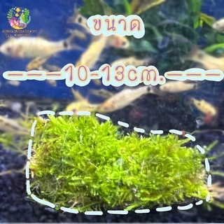 ขอนมอสส์ชวาไซร์เล็ก กำลังน่ารัก