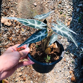 แก้วสารพัดนึก แก้วหน้าม้า (Alocasia sanderiana Bull) ขนาด 6 นิ้ว