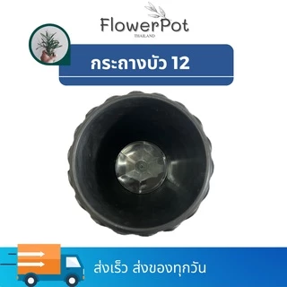 (10 ใบ) กระถางบัว เบอร์ 12 (ปากกว้าง 10 นิ้ว) สีดำ ปลูกบัว