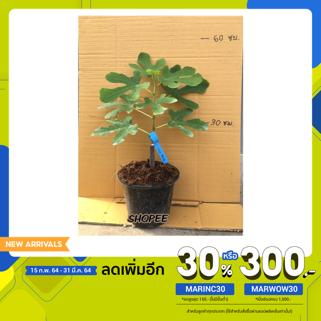 ต้นมะเดื่อฝรั่งแอลเอสยูโกล กระถาง8“/LSU GOLD figs tree