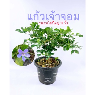 แก้วเจ้าจอม 4ใบ กระถางใหญ่ 11 นิ้ว  พุ่มสวย ไม้มงคลดอกสวยหอม ต้นแก้วเจ้าจอม