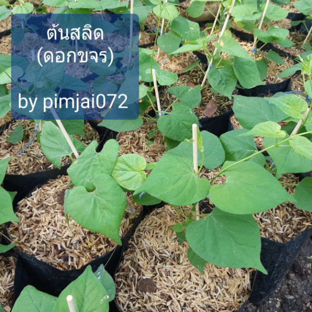 ต้นสลิด(ดอกขจร) ไม้ผักสวนครัว