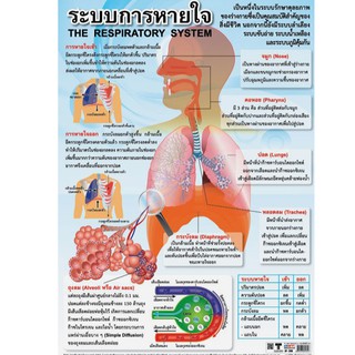 โปสเตอร์เรื่องระบบการหายใจ #EP-239 โปสเตอร์พลาสติก โปสเตอร์สื่อการเรียนรู้