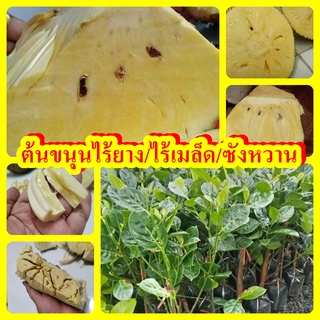 ต้นขนุนไร้ยาง ไร้เมล็ด ซังหวาน ต้นพันธุ์ทาบกิ่งสูง 40-50 ซม.แข็งแรงพร้อมปลูก รับประกันพันธุ์แท้ 100%