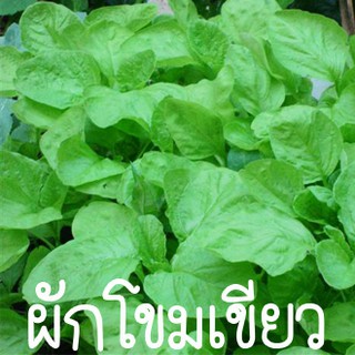 ผักโขมเขียว🎯ถูกที่สุด 9 บ.📌เมล็ดพันธุ์ผักโขมเขียว200 เมล็ด🌱งอกง่าย🌱โตไว☘️พุ่มใหญ่🌱ทานอร่อย