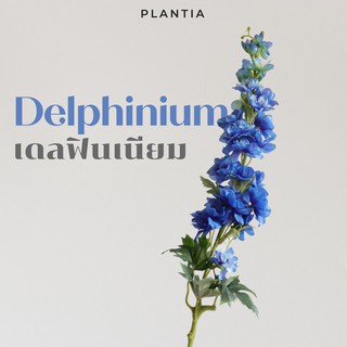 [พร้อมส่ง🚚] เดลฟินเนียมประดิษฐ์ - Artificial Delphinium (ดอกเดลฟินเนียมไม้ปลอม ดอกไม้ประดิษฐ์ ดอกไม้ปลอม ช่อดอกไม้)