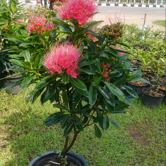 ต้นรักแรกพบเหลือง,แดง,ส้ม,ชมพูขนาด50ซม(1ชุด2ต้น)