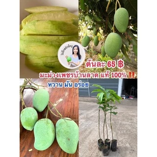#ต้นมะม่วงเพชรบ้านลาด(เสียบยอด) สูงราว50-60เซน 1 ปีติดผล